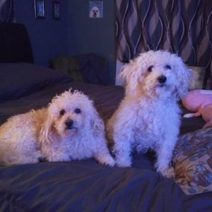 Meet your Posher, Geneva